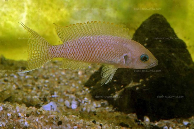 Neolamprologus crassus 'Katete'